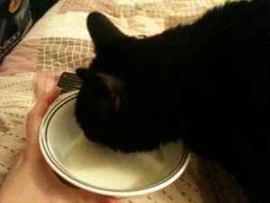 cereal