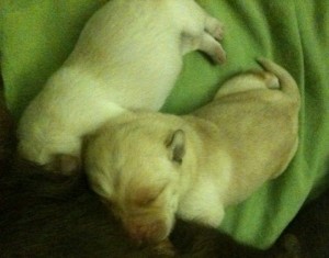 puppies