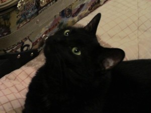 kitty cat